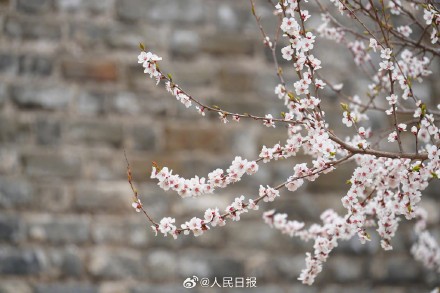 春意盎然！明长城遗址公园梅花山杏盛开