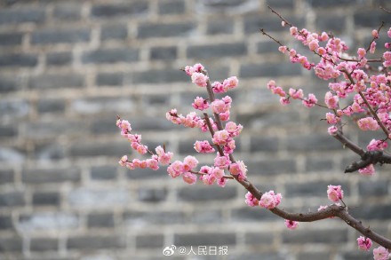 春意盎然！明长城遗址公园梅花山杏盛开