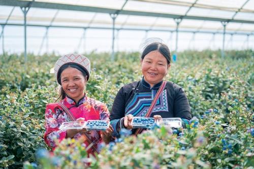 卖爆了!订单量同比增幅1637.65%,商家都来云南“抢货”…… 卖爆了!订单量同比增幅1637.65%,商家都来云南“抢货”……