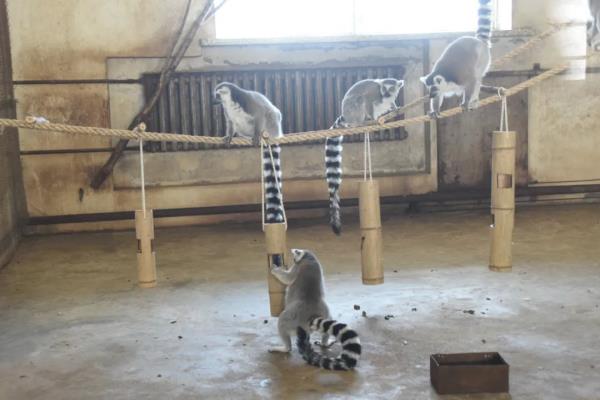 北方森林动物园开园啦！动物医生全员出动干这事→