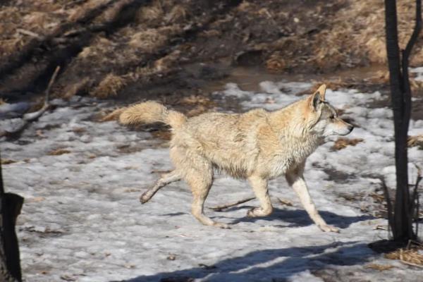 北方森林动物园开园啦！动物医生全员出动干这事→