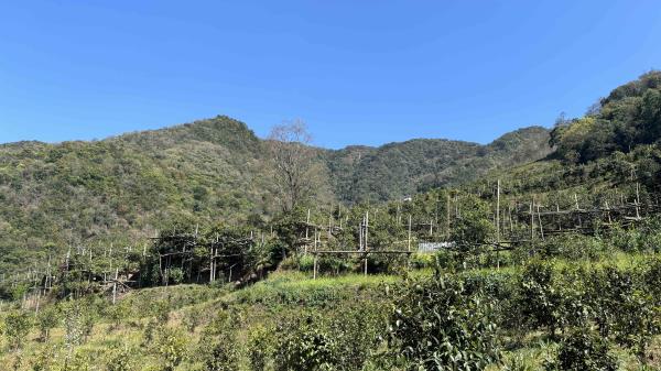 镇沅勐大砍盆箐：一片茶叶铺就乡村振兴路