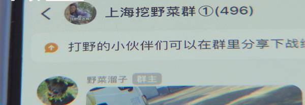 上海“打野”地图全网爆火，挖野菜成踏青首选？专家提醒：有风险！