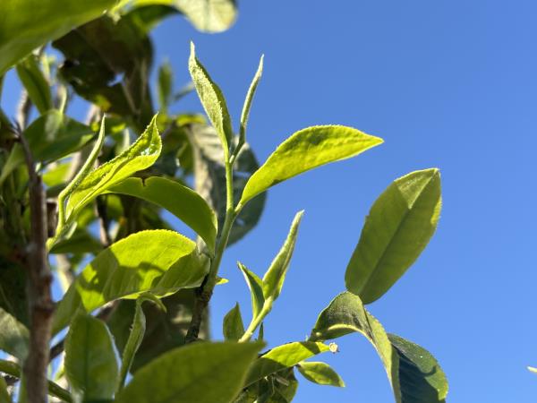 镇沅勐大砍盆箐：一片茶叶铺就乡村振兴路