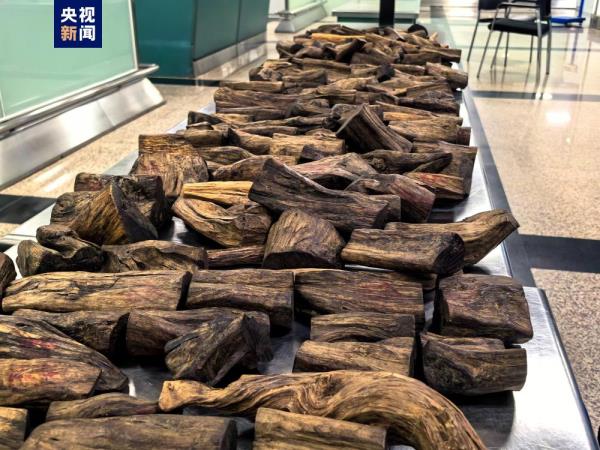 厦门海关在旅客行李中查获沉香木48.65千克 厦门海关在旅客行李中查获沉香木48.65千克