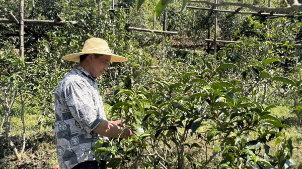 镇沅勐大砍盆箐：一片茶叶铺就乡村振兴路