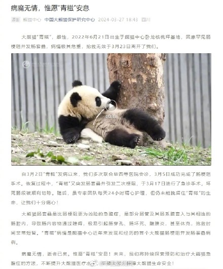 大熊猫青糍因病去世