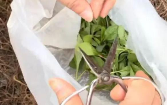 上海“打野”地图全网爆火，挖野菜成踏青首选？专家提醒：有风险！