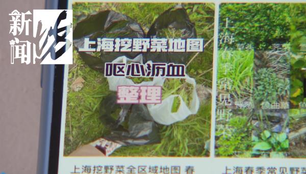上海“打野”地图全网爆火，挖野菜成踏青首选？专家提醒：有风险！