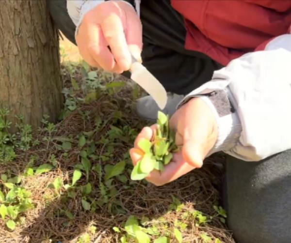 上海“打野”地图全网爆火，挖野菜成踏青首选？专家提醒：有风险！