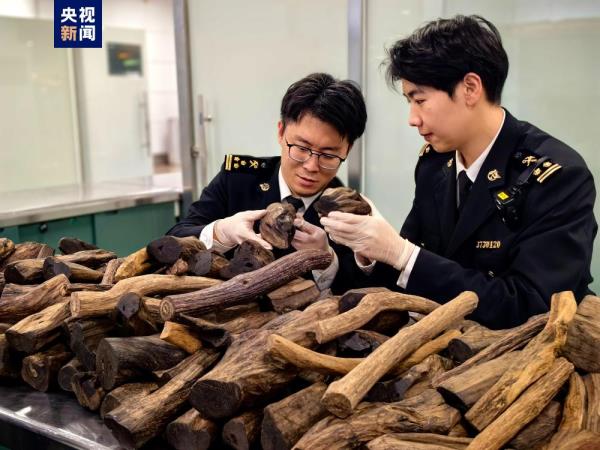 厦门海关在旅客行李中查获沉香木48.65千克 厦门海关在旅客行李中查获沉香木48.65千克