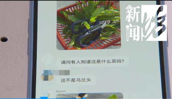 上海“打野”地图全网爆火，挖野菜成踏青首选？专家提醒：有风险！