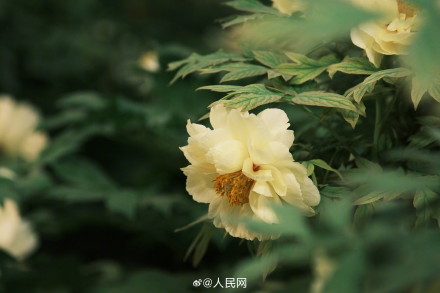 美！洛阳牡丹竟有这么多颜色