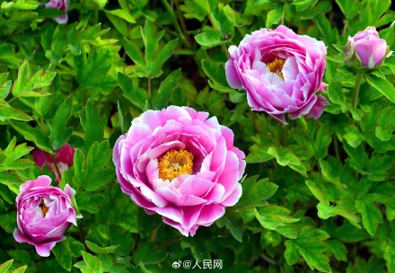 美！洛阳牡丹竟有这么多颜色