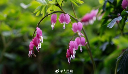美！洛阳牡丹竟有这么多颜色