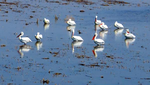世界濒危动物!卷羽鹈鹕现身桑干河 世界濒危动物!卷羽鹈鹕现身桑干河