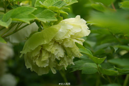 美！洛阳牡丹竟有这么多颜色