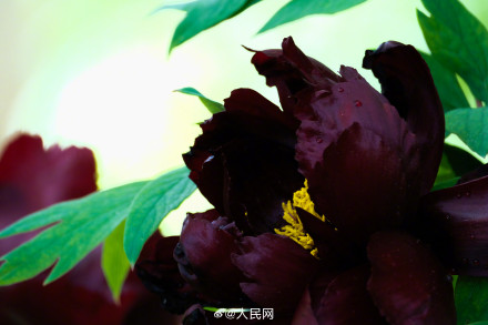 美！洛阳牡丹竟有这么多颜色