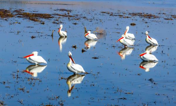 世界濒危动物!卷羽鹈鹕现身桑干河 世界濒危动物!卷羽鹈鹕现身桑干河