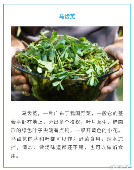 盘点春天的8种美味“芽菜”，你尝过了没？