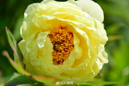 美！洛阳牡丹竟有这么多颜色