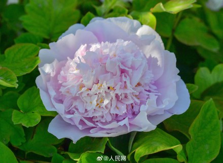 美！洛阳牡丹竟有这么多颜色