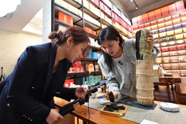 茶树下的乡村振兴路 茶树下的乡村振兴路