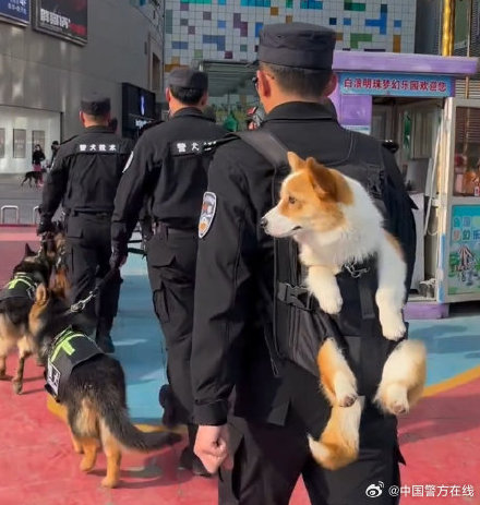 全国首条有编制的柯基警犬——福仔被背着出街 回头率超高