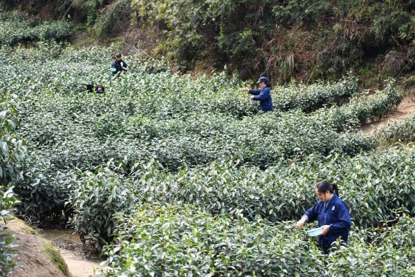 茶树下的乡村振兴路 茶树下的乡村振兴路