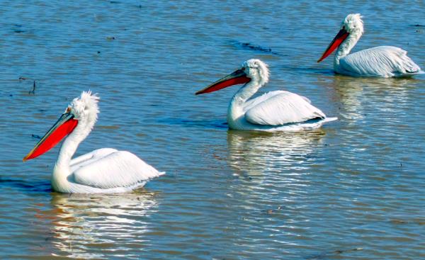 世界濒危动物!卷羽鹈鹕现身桑干河 世界濒危动物!卷羽鹈鹕现身桑干河