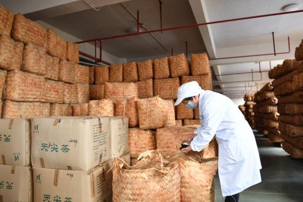 茶树下的乡村振兴路 茶树下的乡村振兴路