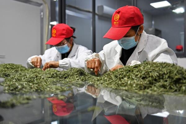 茶树下的乡村振兴路 茶树下的乡村振兴路