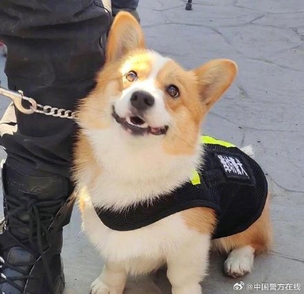全国首条有编制的柯基警犬——福仔被背着出街 回头率超高