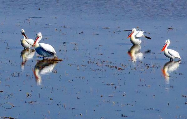 世界濒危动物!卷羽鹈鹕现身桑干河 世界濒危动物!卷羽鹈鹕现身桑干河