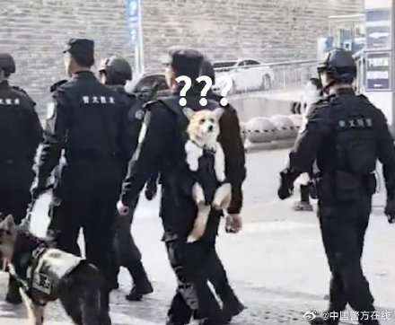 全国首条有编制的柯基警犬——福仔被背着出街 回头率超高