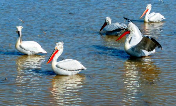 世界濒危动物!卷羽鹈鹕现身桑干河 世界濒危动物!卷羽鹈鹕现身桑干河