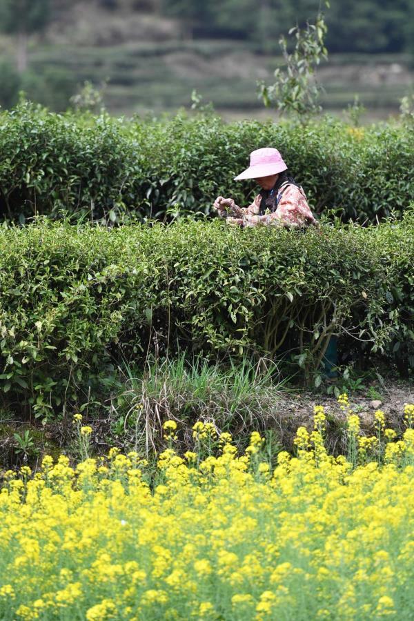 茶树下的乡村振兴路 茶树下的乡村振兴路