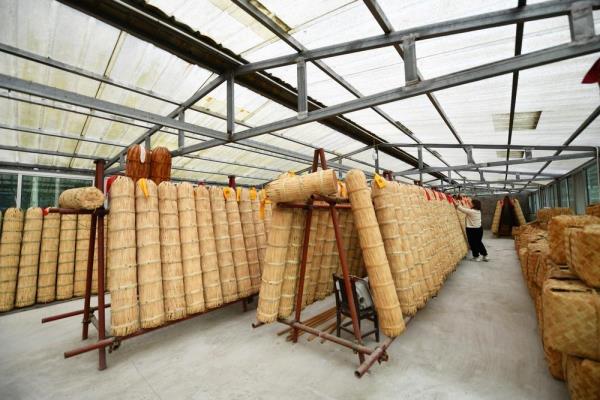 茶树下的乡村振兴路 茶树下的乡村振兴路