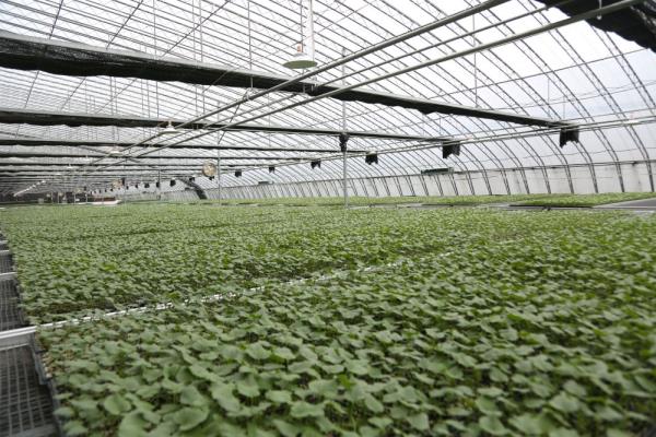 山东昌乐:大棚里的科技春管 山东昌乐:大棚里的科技春管