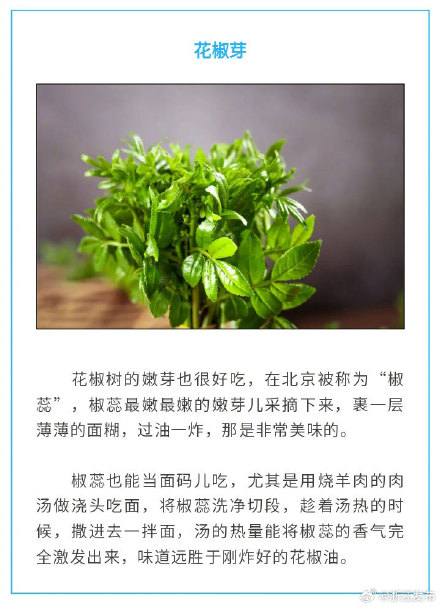 盘点春天的8种美味“芽菜”，你尝过了没？