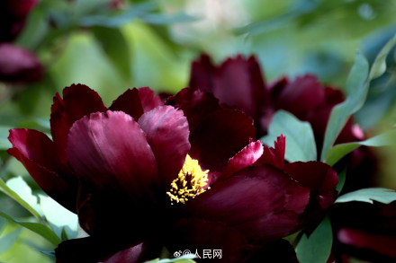 美！洛阳牡丹竟有这么多颜色