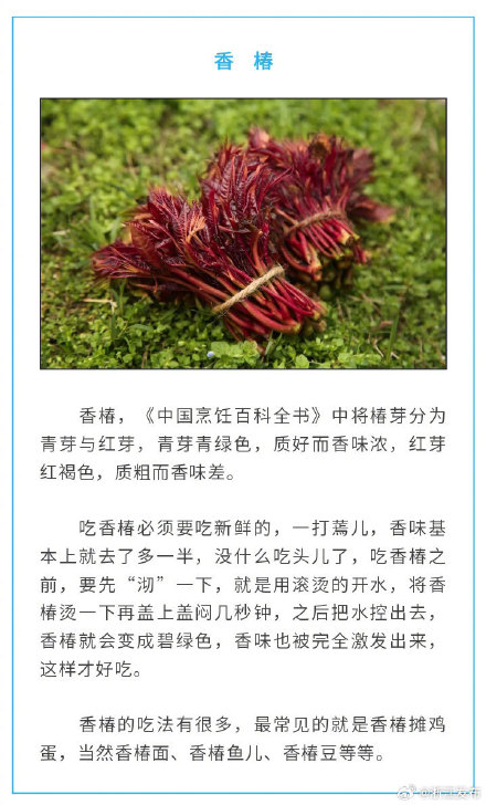 盘点春天的8种美味“芽菜”，你尝过了没？