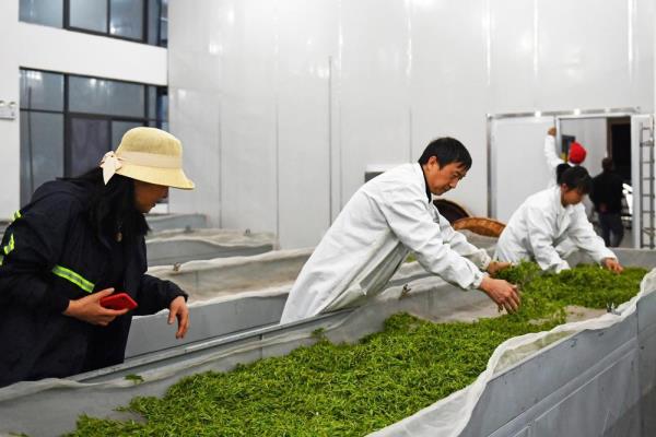 茶树下的乡村振兴路 茶树下的乡村振兴路