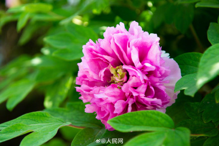 美！洛阳牡丹竟有这么多颜色