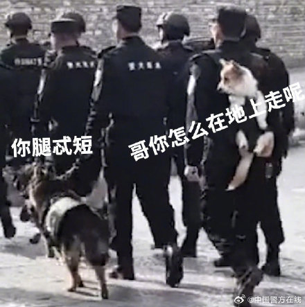 全国首条有编制的柯基警犬——福仔被背着出街 回头率超高