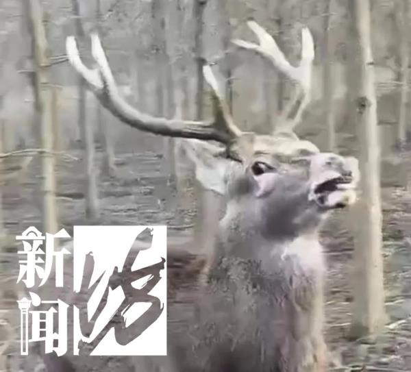 上海此地惊现暴躁鹿！不止一人遭攻击受伤！身份成谜