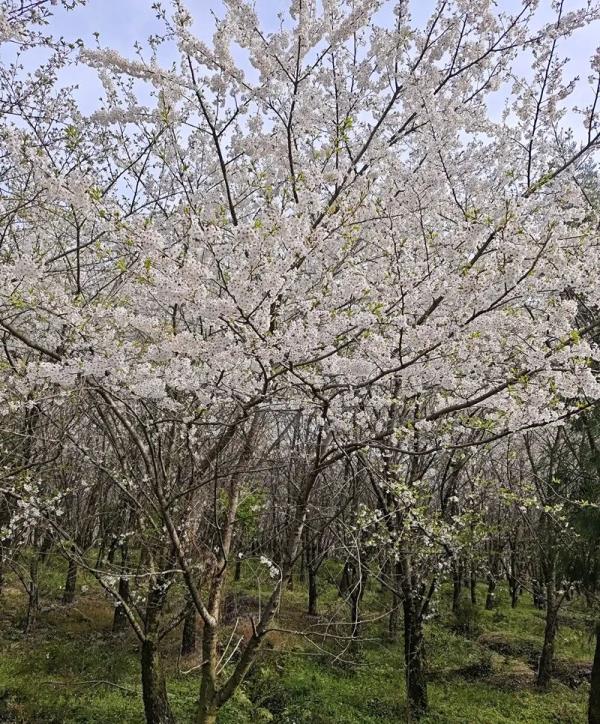 一夜冰雹后，贵安樱花园的樱花怎么样？