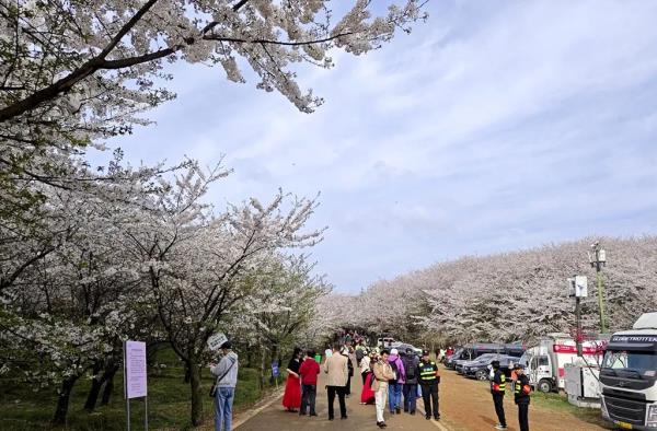 一夜冰雹后，贵安樱花园的樱花怎么样？