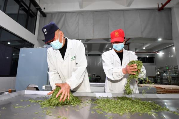 茶树下的乡村振兴路 茶树下的乡村振兴路