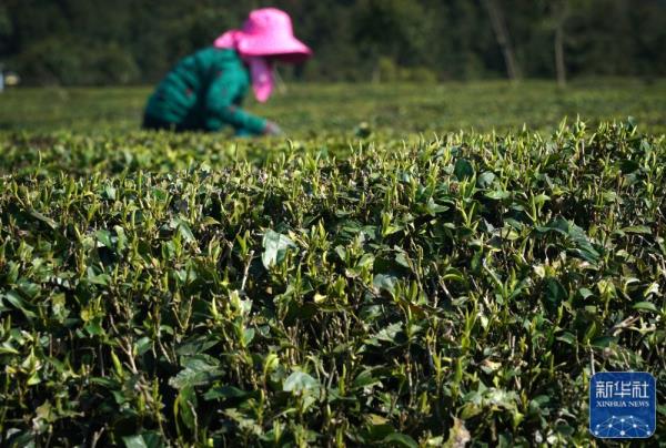 明前茶飘香 明前茶飘香